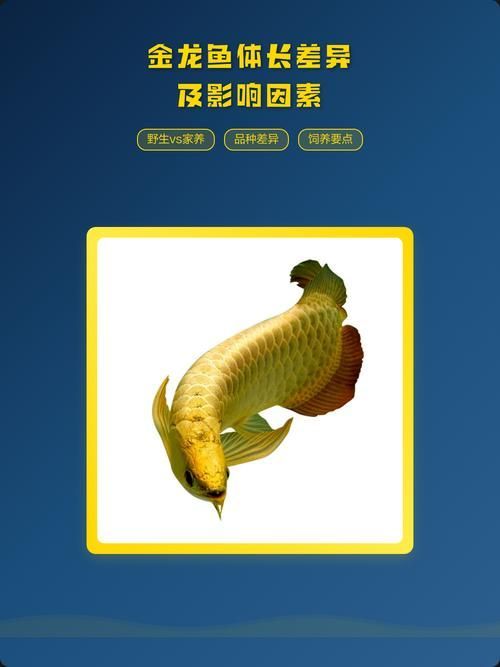 50cm金龍魚中哪個品種最稀有？（50cm金龍魚中最稀有的品種是藍底過背金龍魚的價格是多少）