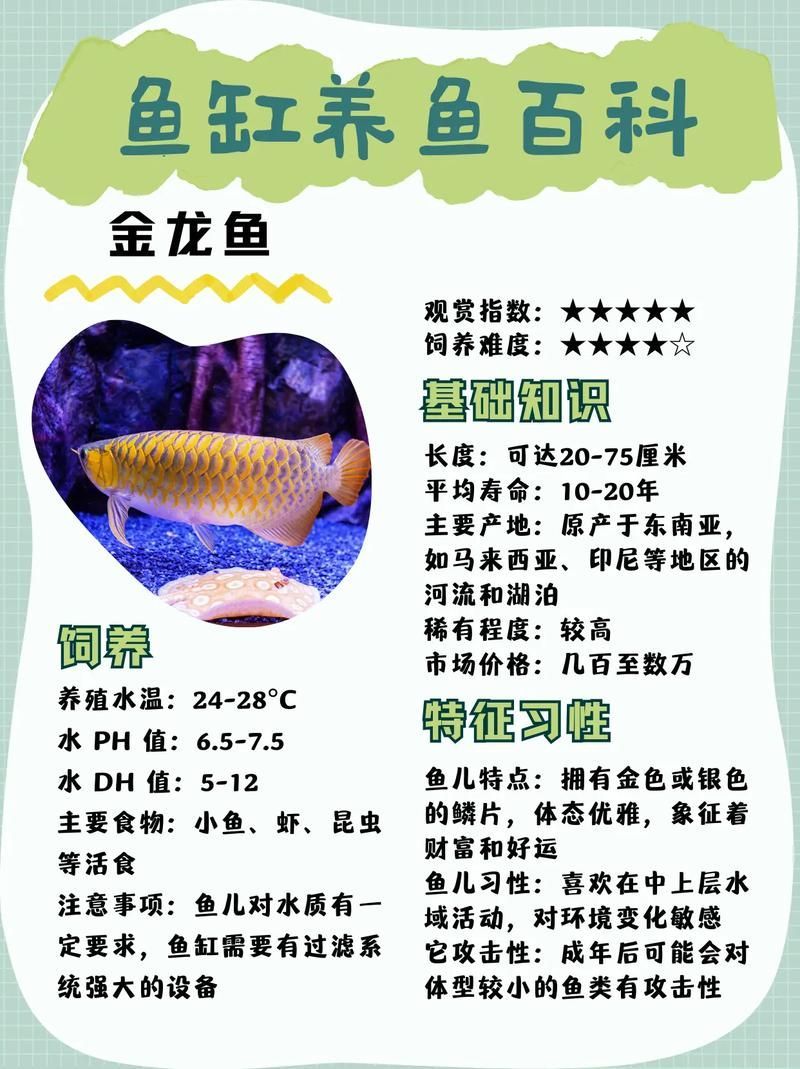 50cm金龍魚中哪個品種最稀有？（50cm金龍魚中最稀有的品種是藍底過背金龍魚的價格是多少）