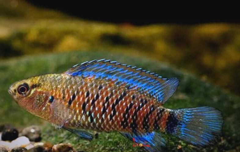 變色龍魚有哪些品種？（變色龍魚的品種詳解：變色龍魚品種詳解）