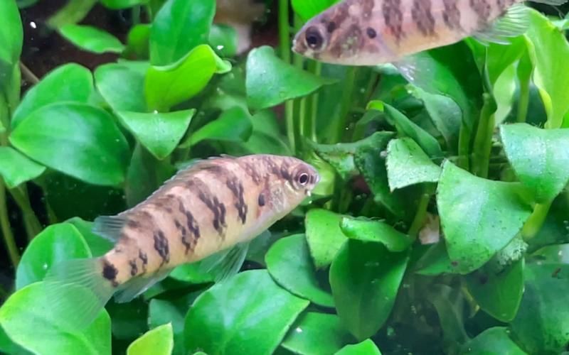 變色龍魚有哪些品種？（變色龍魚的品種詳解：變色龍魚品種詳解）