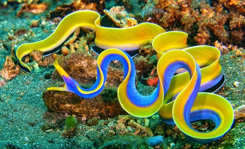 變色龍魚有哪些品種？（變色龍魚的品種詳解：變色龍魚品種詳解）