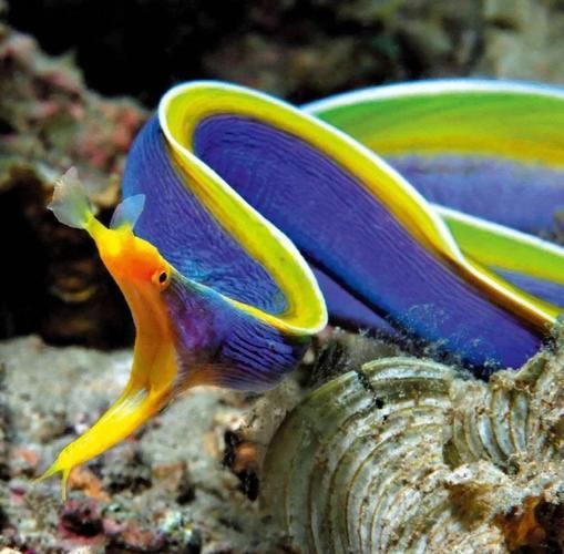 變色龍魚有哪些品種？（變色龍魚的品種詳解：變色龍魚品種詳解）