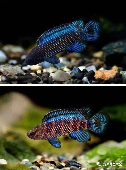 變色龍魚有哪些品種？（變色龍魚的品種詳解：變色龍魚品種詳解）