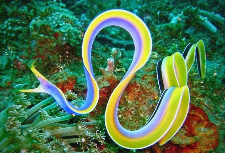 變色龍魚有哪些品種？（變色龍魚的品種詳解：變色龍魚品種詳解）