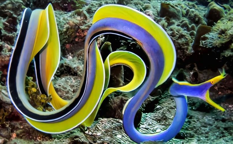 變色龍魚有哪些品種？（變色龍魚的品種詳解：變色龍魚品種詳解）