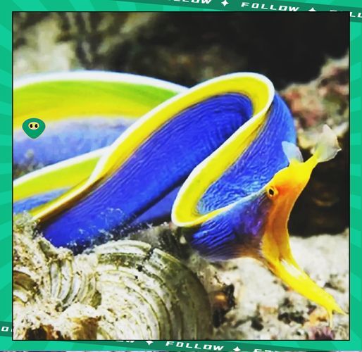 變色龍魚有哪些品種？（變色龍魚的品種詳解：變色龍魚品種詳解）