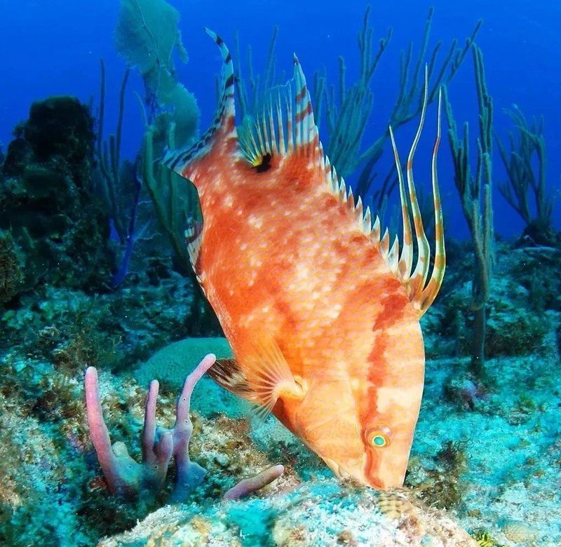 變色龍魚有哪些品種？（變色龍魚的品種詳解：變色龍魚品種詳解）