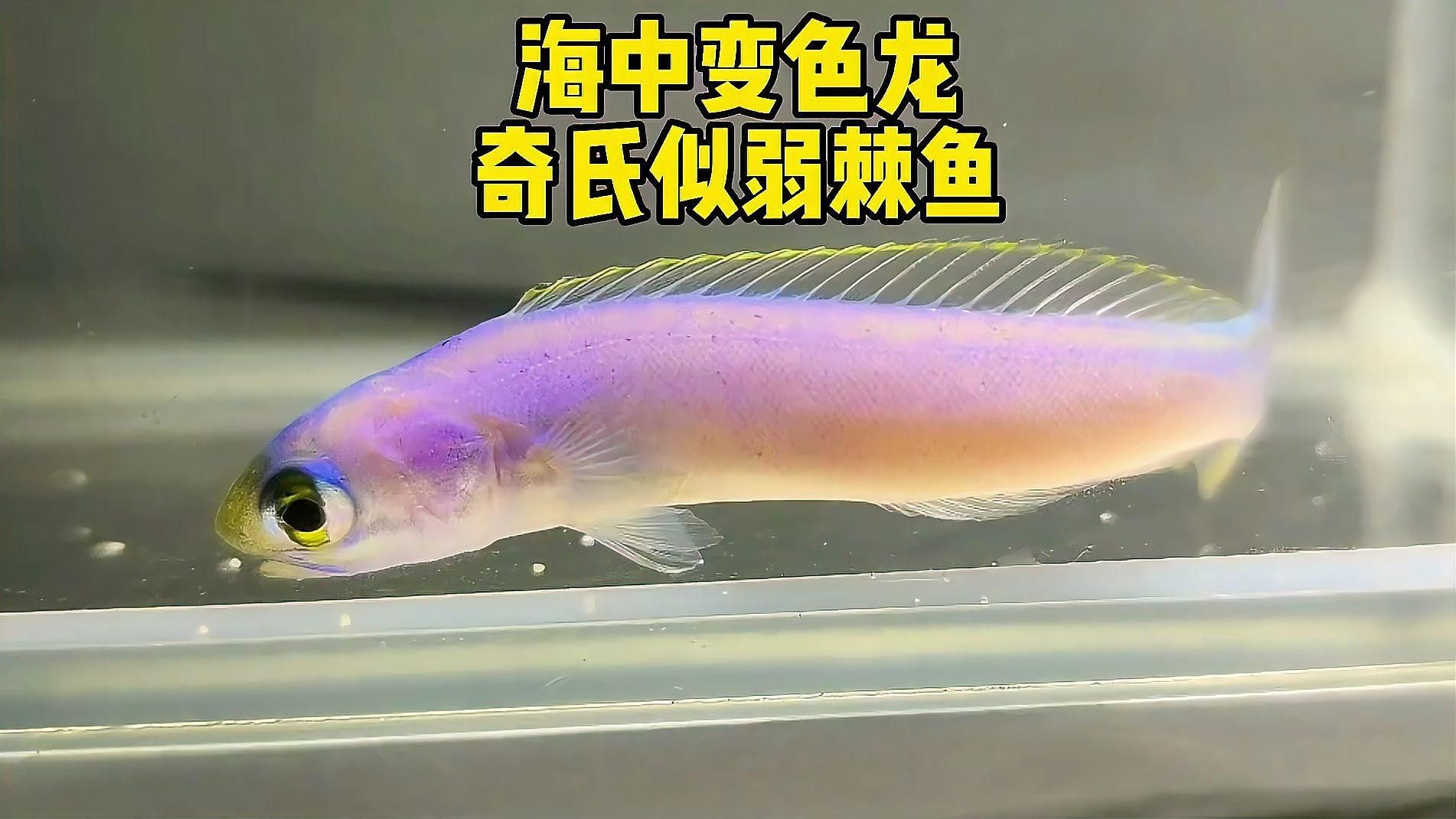 變色龍魚有哪些品種？（變色龍魚的品種詳解：變色龍魚品種詳解）