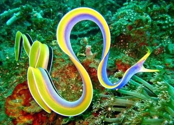 變色龍魚有哪些品種？（變色龍魚的品種詳解：變色龍魚品種詳解）