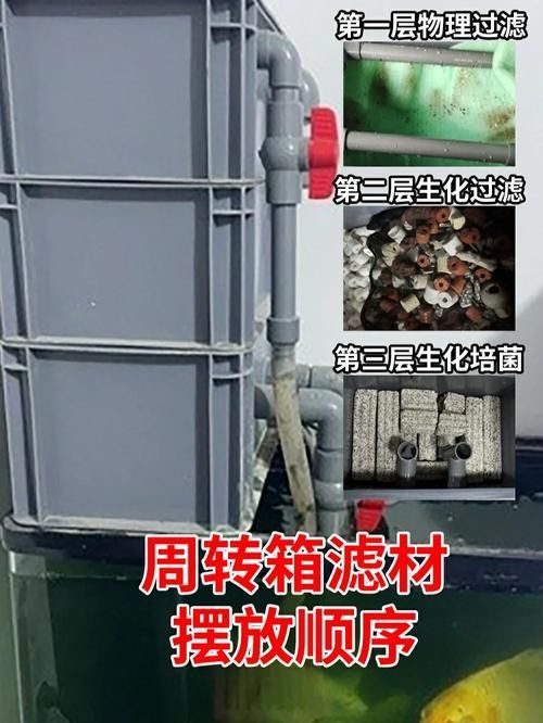 有哪些方法可以改善龍魚的水質？