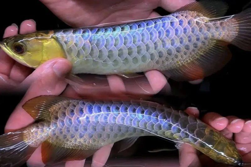 有哪些方法可以改善龍魚的水質？