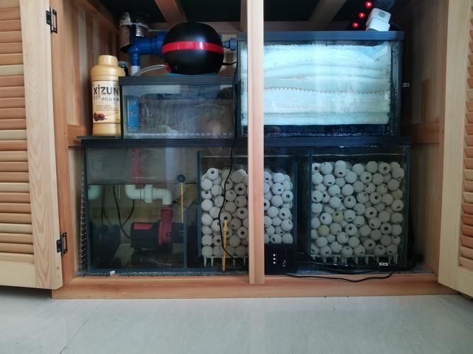 有哪些方法可以改善龍魚的水質？