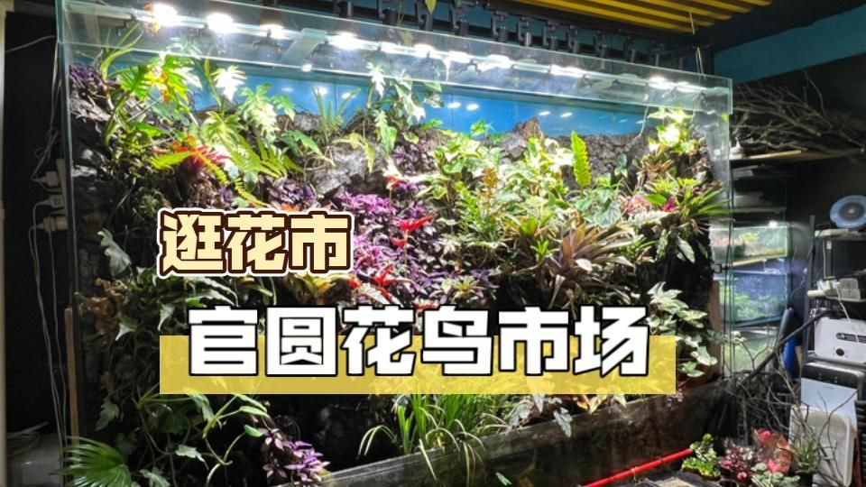 <strong><mark>北京</mark></strong>還有哪些龍魚苗批發(fā)市場？（<strong><mark>北京</mark></strong>花鳥魚蟲市場里的“毛孩子們”<strong><mark>北京</mark></strong>花鳥魚蟲市場）