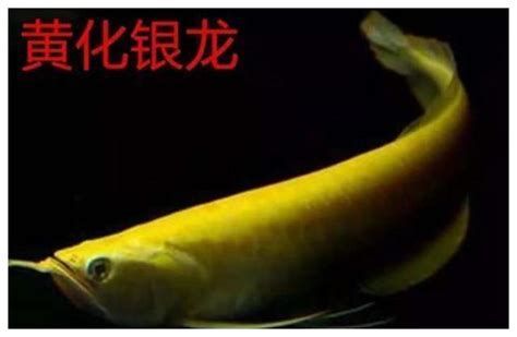 有哪些龍魚品種適合做掉眼手術(shù)？（可能適合做掉眼手術(shù)的龍魚品種：紅龍魚適合做掉眼手術(shù)）