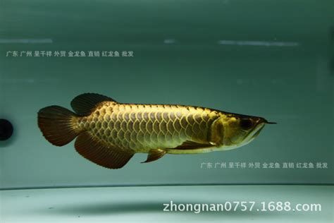 有哪些龍魚品種適合做掉眼手術？（可能適合做掉眼手術的龍魚品種：紅龍魚適合做掉眼手術）