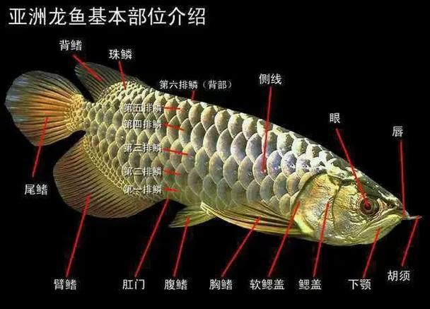 挑選背金龍魚時如何判斷品相？（如何判斷一條過背金龍魚？）