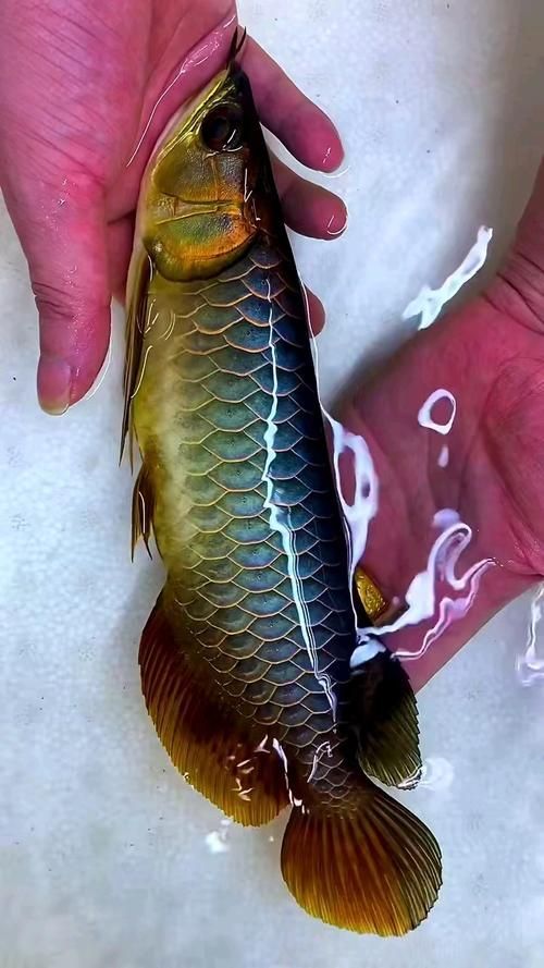 挑選背金龍魚時如何判斷品相？（如何判斷一條過背金龍魚？）