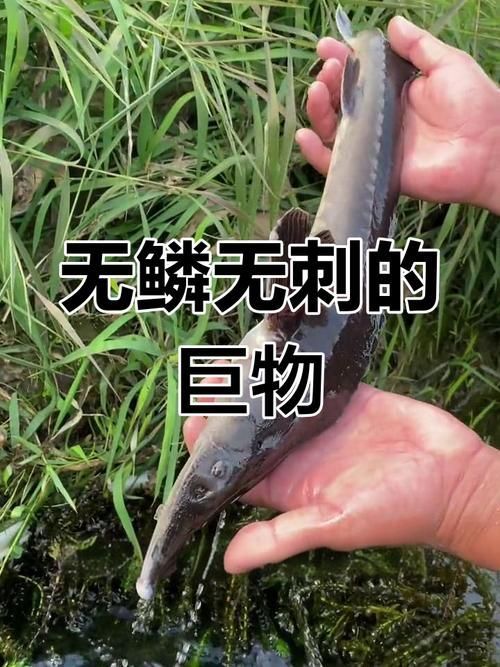 能提供更多鱘龍魚的圖片嗎？（鱘龍魚的生態與保護）