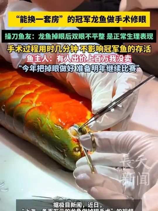 如何判斷紅龍魚是否患有凹眼？（arxiv論文助手arxiv論文助手arxiv論文助手）