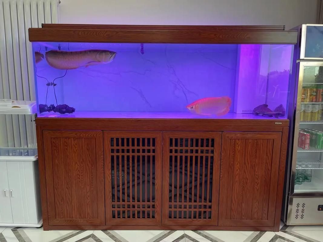 白金龍魚的養(yǎng)殖環(huán)境對(duì)食用安全有何影響？（白金龍魚養(yǎng)殖環(huán)境對(duì)食用安全的影響） 白金龍魚的養(yǎng)殖環(huán)境對(duì)食用安全有何影響？（白金龍魚養(yǎng)殖環(huán)境對(duì)食用安全的影響） 龍魚百科 第4張