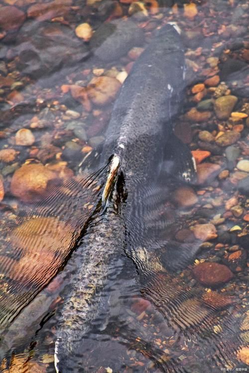 漠河龍魚(yú)有哪些品種？（“漠河龍魚(yú)”是什么？）