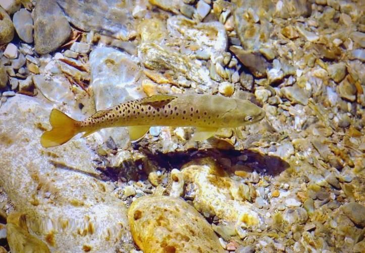 漠河龍魚(yú)有哪些品種？（“漠河龍魚(yú)”是什么？）