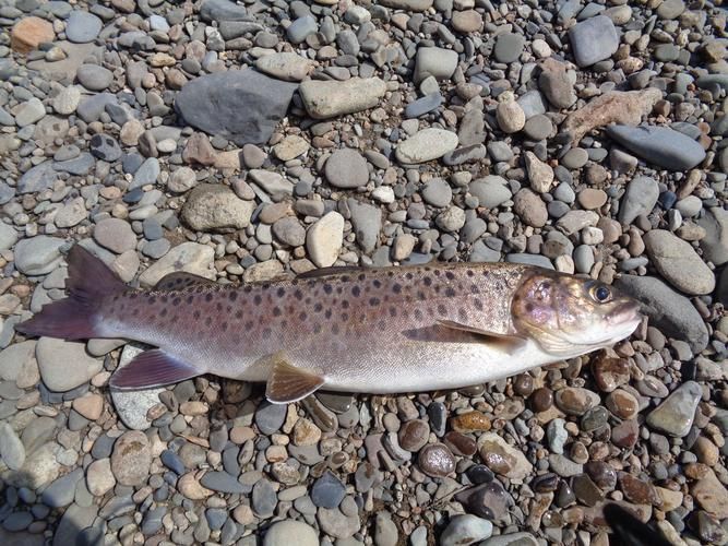 漠河龍魚(yú)有哪些品種？（“漠河龍魚(yú)”是什么？）