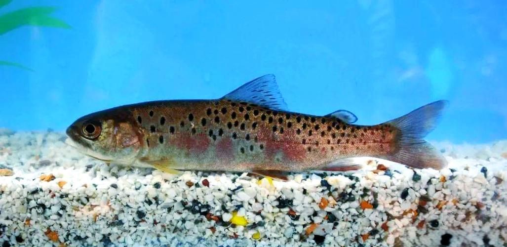 漠河龍魚(yú)有哪些品種？（“漠河龍魚(yú)”是什么？）