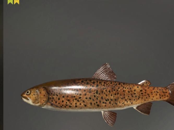 漠河龍魚(yú)有哪些品種？（“漠河龍魚(yú)”是什么？）