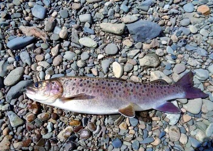 漠河龍魚(yú)有哪些品種？（“漠河龍魚(yú)”是什么？）