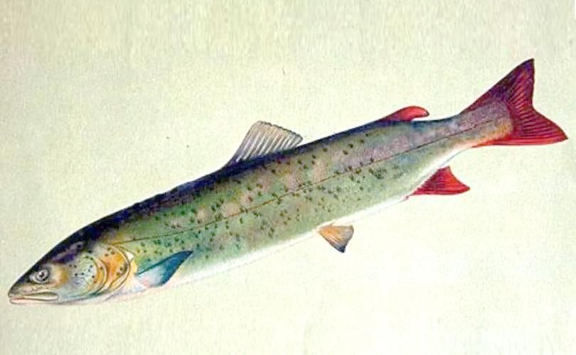 漠河龍魚(yú)有哪些品種？（“漠河龍魚(yú)”是什么？）