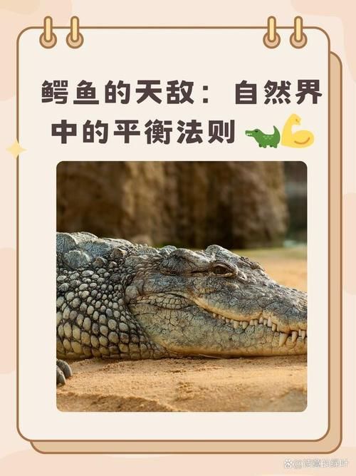 銀龍魚有哪些天敵，如何預防攻擊？（成年銀龍魚被天敵攻擊、混養沖突的真實案例（note）） 銀龍魚有哪些天敵，如何預防攻擊？（成年銀龍魚被天敵攻擊、混養沖突的真實案例（note）） 龍魚百科 第1張