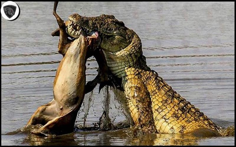 銀龍魚有哪些天敵，如何預防攻擊？（成年銀龍魚被天敵攻擊、混養沖突的真實案例（note）） 銀龍魚有哪些天敵，如何預防攻擊？（成年銀龍魚被天敵攻擊、混養沖突的真實案例（note）） 龍魚百科 第5張