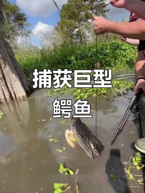 銀龍魚有哪些天敵，如何預防攻擊？（成年銀龍魚被天敵攻擊、混養沖突的真實案例（note）） 銀龍魚有哪些天敵，如何預防攻擊？（成年銀龍魚被天敵攻擊、混養沖突的真實案例（note）） 龍魚百科 第2張