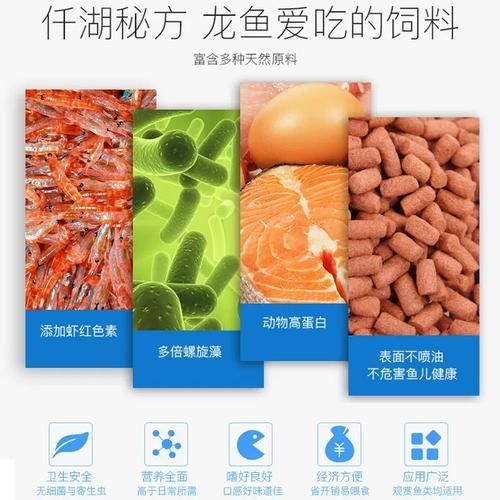 給我推薦一些適合小火龍魚的飼料品牌（小火龍魚的選擇） 給我推薦一些適合小火龍魚的飼料品牌（小火龍魚的選擇） 龍魚百科 第1張