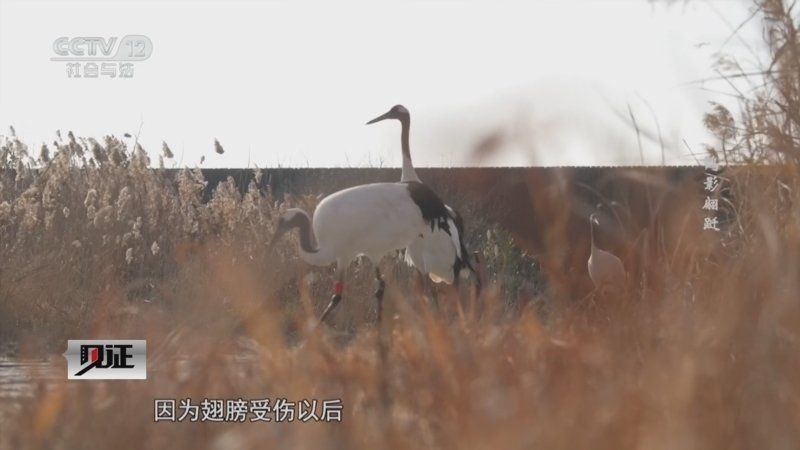 央視網如何觀看CCTV12龍魚直播？（央視網如何觀看cctv12龍魚直播）