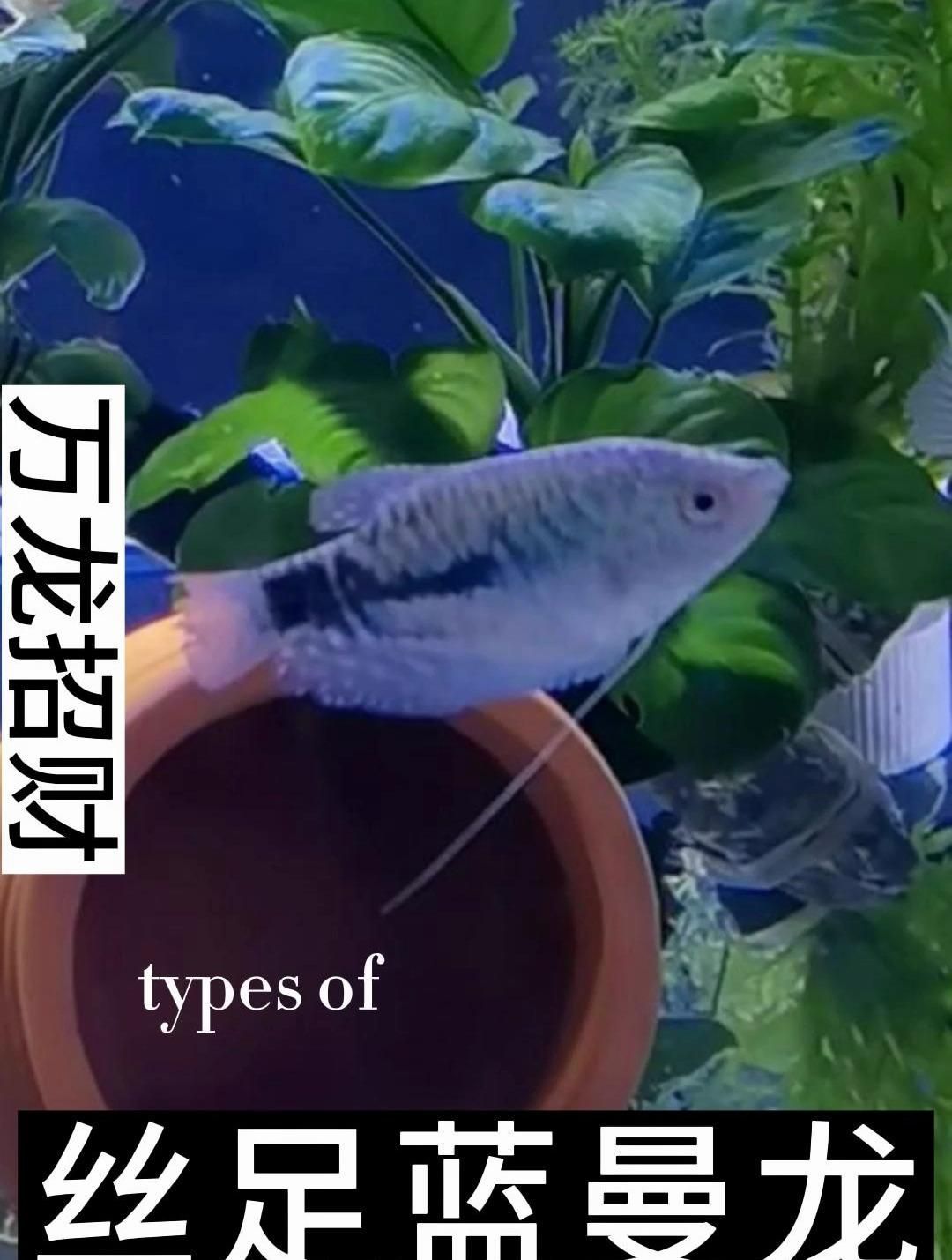 萬龍曼龍魚有哪些品種？（萬龍曼龍魚的價格是多少？）