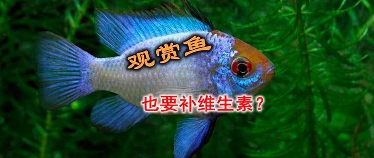 如何判斷龍魚是否需要補(bǔ)充維生素？（arxiv論文助手判斷龍魚是否需要補(bǔ)充維生素嗎）