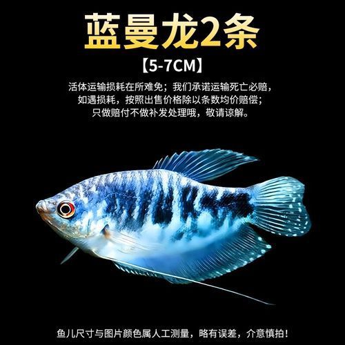 藍曼龍魚的價格是多少？（藍曼龍魚價格親民，新手養(yǎng)魚的高性價比選擇與飼養(yǎng)指南）