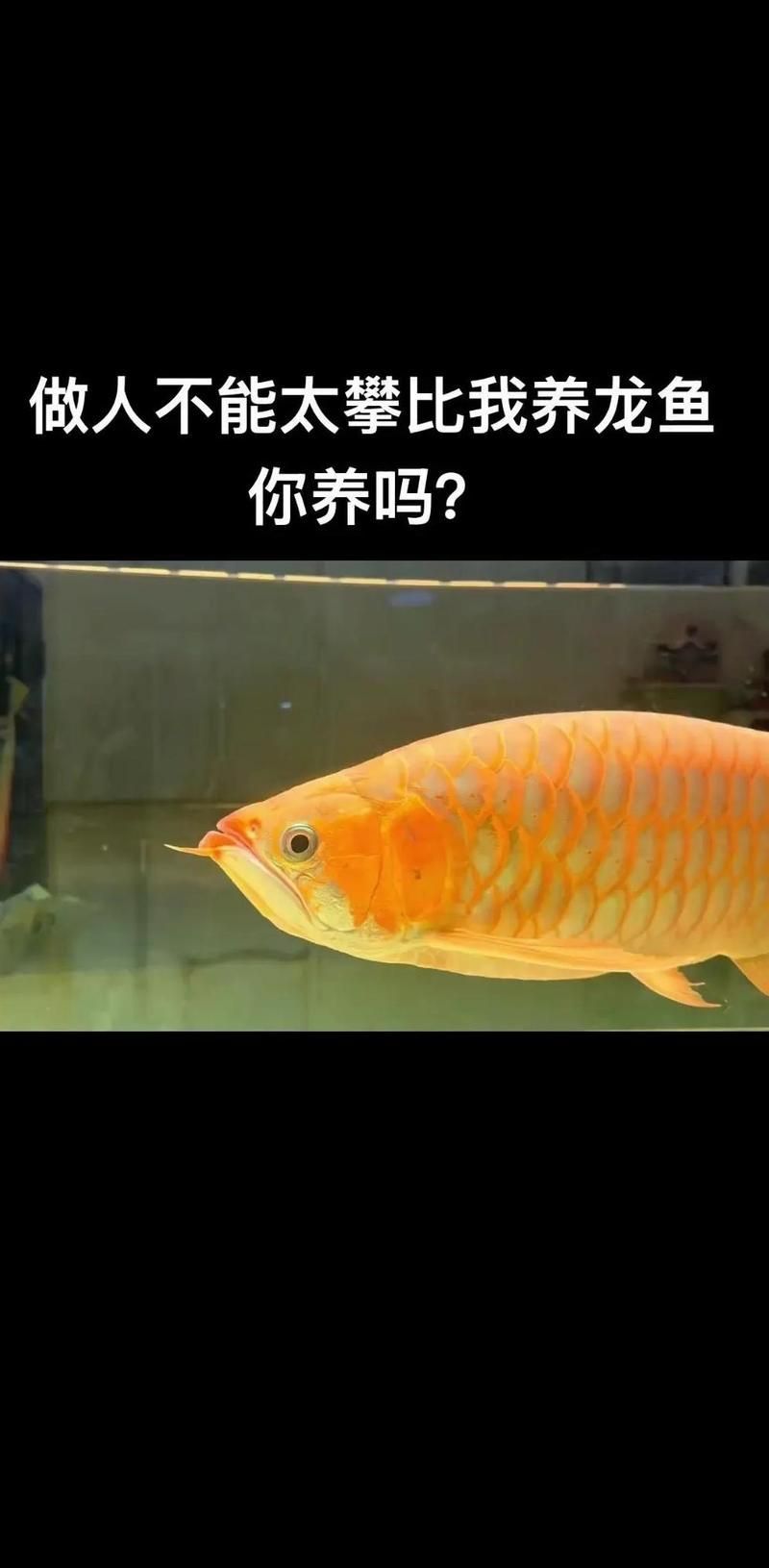 龍魚的最佳飼養(yǎng)季節(jié)是什么時(shí)候？（冬季養(yǎng)龍魚的注意事項(xiàng)）