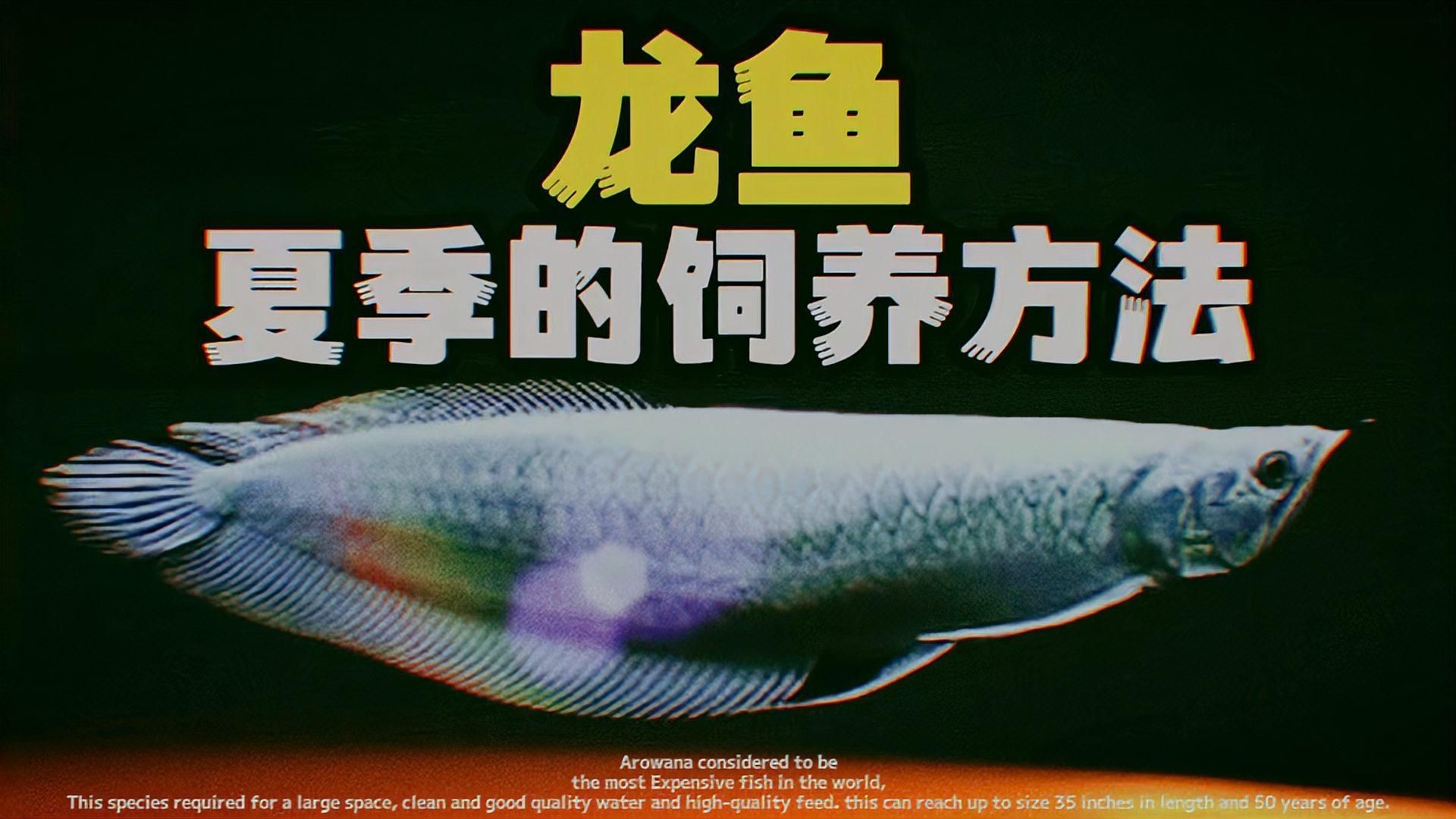龍魚的最佳飼養(yǎng)季節(jié)是什么時(shí)候？（冬季養(yǎng)龍魚的注意事項(xiàng)）