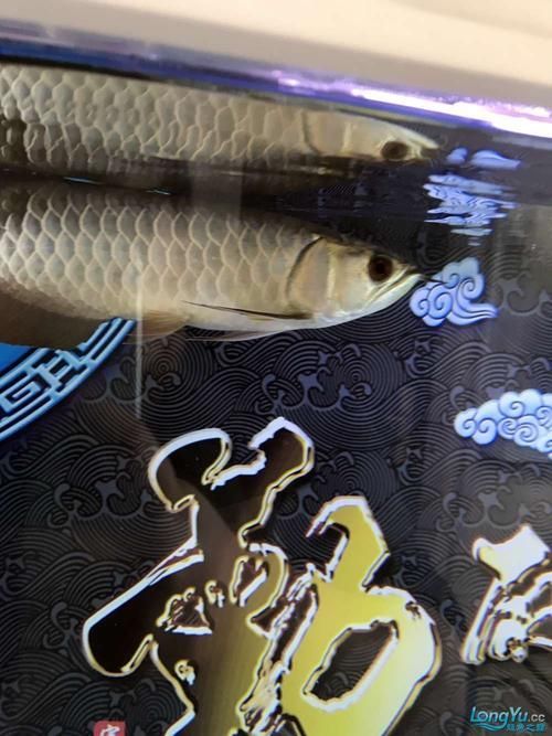 如何判斷龍魚嘴邊掉皮是否好轉？（龍魚嘴邊掉皮好轉判斷標準）