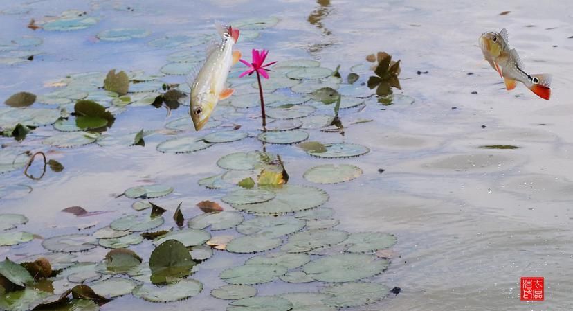 中國龍魚繁殖第一人是誰？（中國龍魚繁殖第一人是王志強）