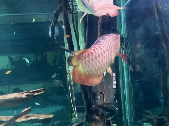 中國龍魚繁殖第一人是誰？（中國龍魚繁殖第一人是王志強）