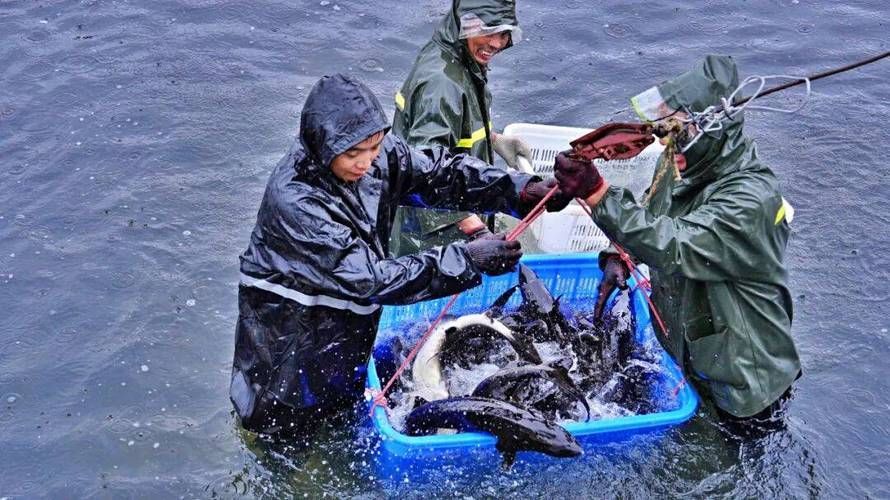 哪里可以買到10公分的小金龍魚？，10公分的小金龍魚飼養指南，10公分小金龍魚飼養指南