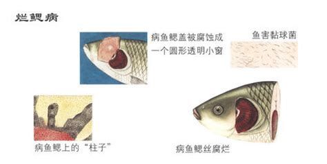 魚得了爛鰓病能自愈嗎（爛鰓病的早期識(shí)別對(duì)于采取有效措施至關(guān)重要典型癥狀）