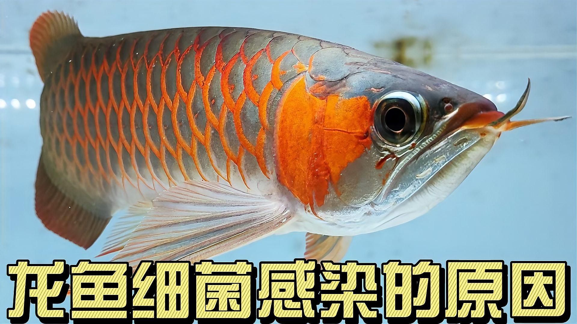 龍魚細菌感染會傳染給其他魚嗎？（——爆發細菌感染不僅主魚狀態下滑，整缸魚都可能被波及）