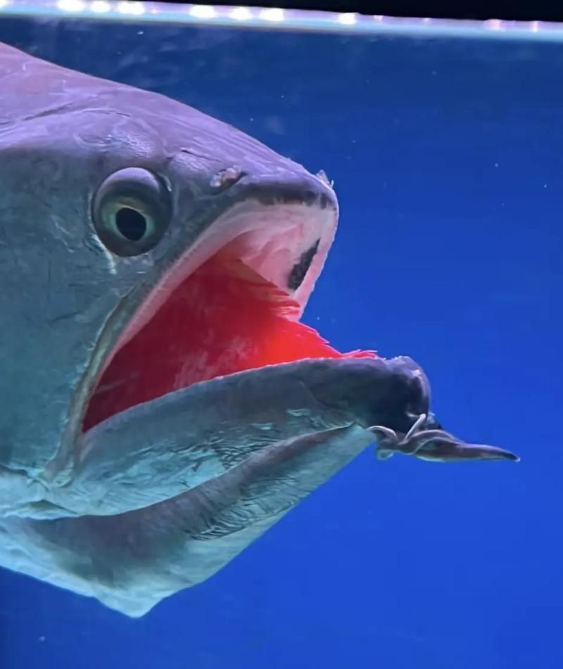 龍魚張嘴是疾病還是水質(zhì)問題？（龍魚張嘴呼吸急救指南）