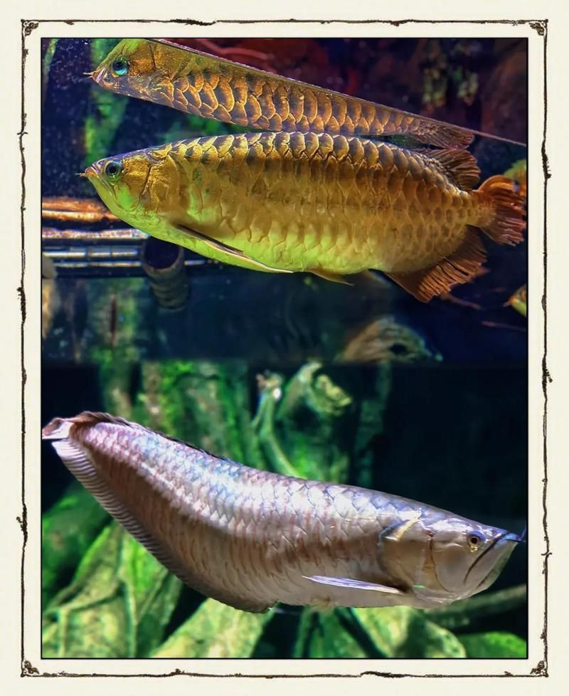 如何正確飼養(yǎng)招財龍魚？（如何正確飼養(yǎng)招財龍魚）