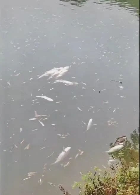 龍魚浮頭呼吸急促（龍魚出現(xiàn)浮頭呼吸急促，六、科普圖片展示龍魚健康狀態(tài)）